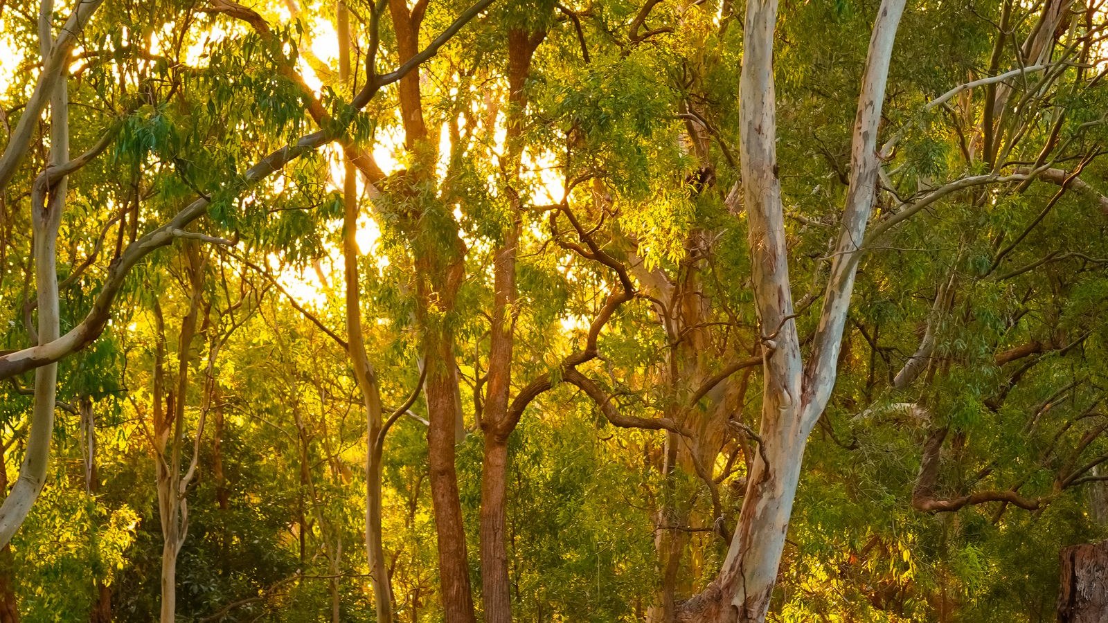 Sunlit path through green woodland