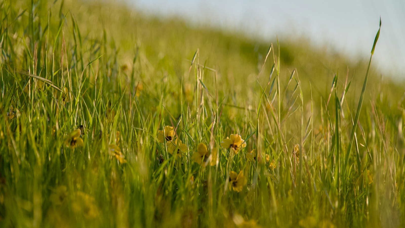 Sunlit grassy field with wildflowers