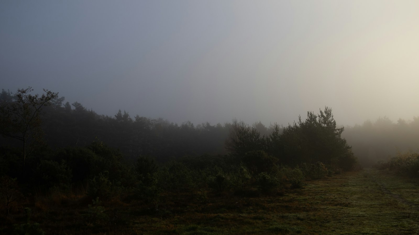 Misty forest path at sunrise