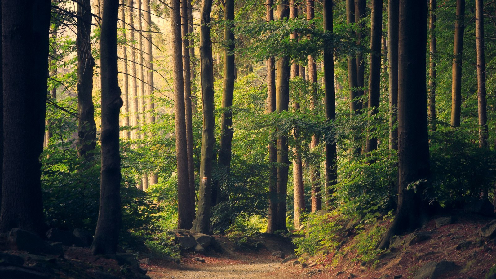 Sunlight filtering through a tall forest canopy